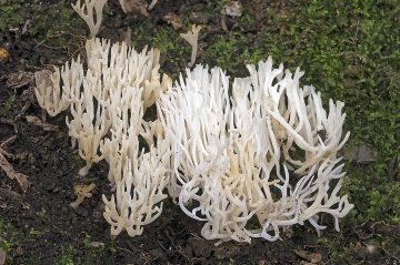 Ramariopsis bispora