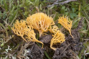 Ramariopsis crocea