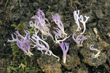 Ramariopsis pulchella
