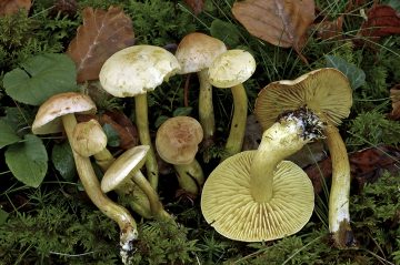 Tricholoma sulphureum