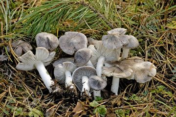 Tricholoma terreum