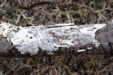 Athelia arachnoidea