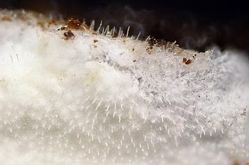 Gyrophanopsis polonensis
