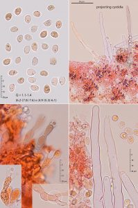 Hyphoderma argillaceum