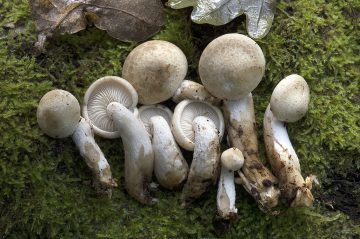 Hypsizygus tessulatus