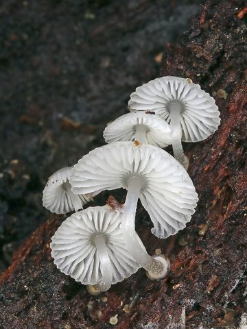 Mycena chlorophos