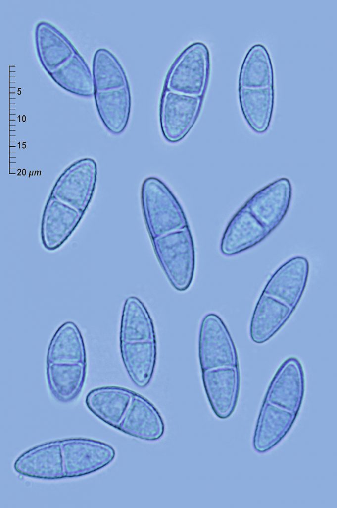 Neonectria lugdunensis (Sacc. & Therry) L. Lombard & Crous • CEMAS