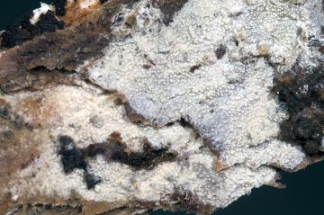 Resinicium bicolor