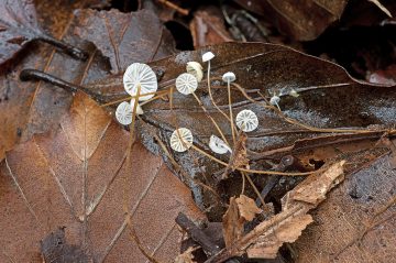 Rhizomarasmius setosus