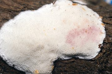 Rhodonia placenta