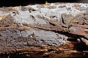 Scotomyces subviolaceus