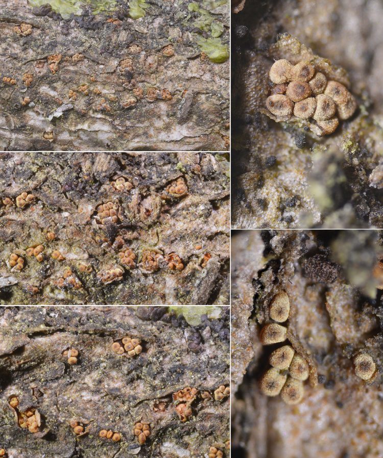 Thyronectria sinopica