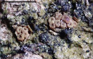 Thyronectria sinopica