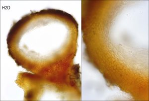 Thyronectria sinopica