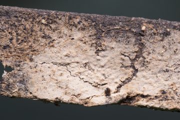 Asterostroma medium