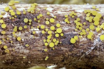 Calycina citrina