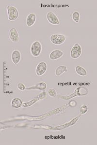 Colacogloea peniophorae