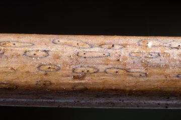 Diaporthopsis pantherina