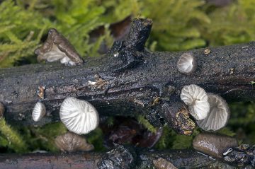Hohenbuehelia cyphelliformis