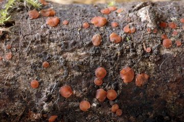Orbilia rubrovacuolata