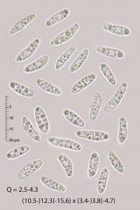 Phaeohelotium sp