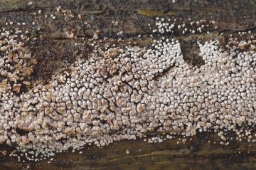Phaeosolenia densa