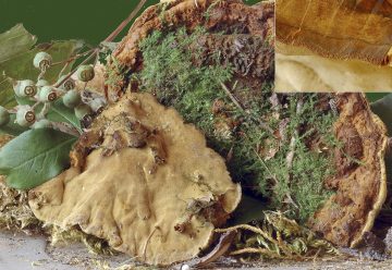 Phylloporia ribis