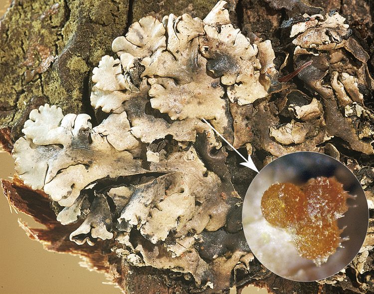 Trichonectriella anisospora