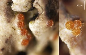 Pronectria anisospora