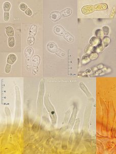 Pronectria anisospora