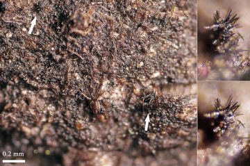 Antennularia fimiseda