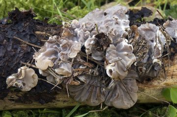 Auricularia mesenterica