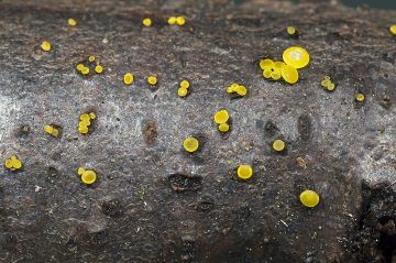 Calycina claroflava