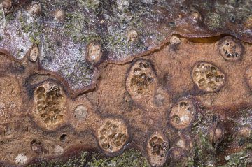 Dendrostoma leiphaemia