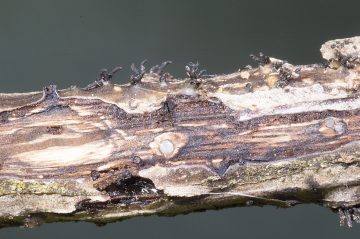 Diaporthe inaequalis