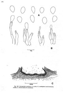 Plagiostoma populinum