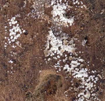 Henningsomyces candidus