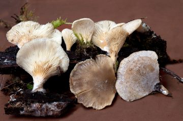 Hohenbuehelia auriscalpium