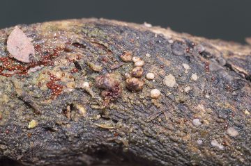Mycocalia duriaeana