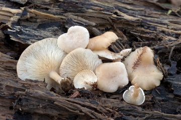 Ossicaulis lachnopus