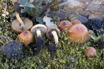 Pholiota brunnescens