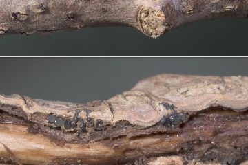 Plagiostoma populinum