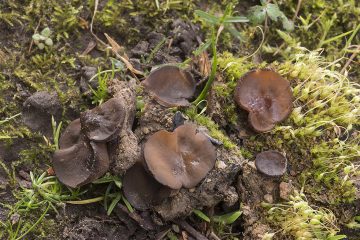 Plicaria endocarpoides