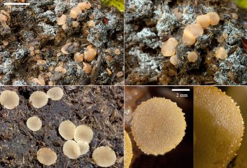 Pseudocoprotus catenipilus