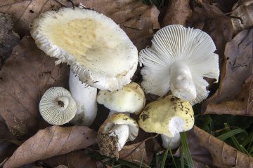 Russula raoultii