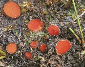 Scutellinia citrina