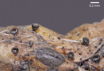 Chloroscypha sabinae
