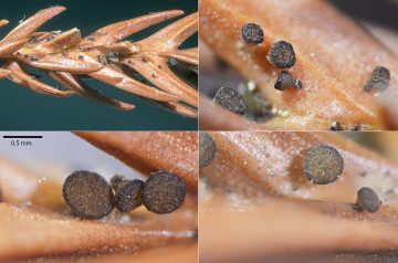 Chloroscypha seaveri