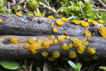 Guepiniopsis suecica