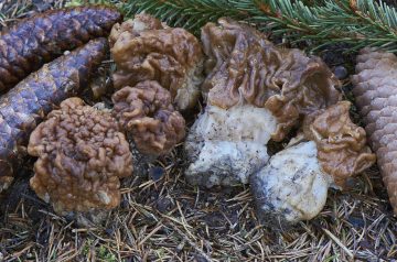 Gyromitra gigas